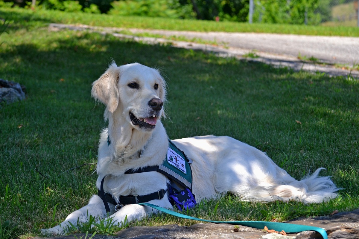 How To Get A Diabetic Alert Dog For Free In Indiana