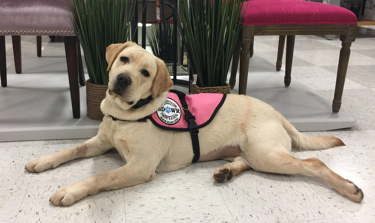 How To Get A Diabetic Service Dog