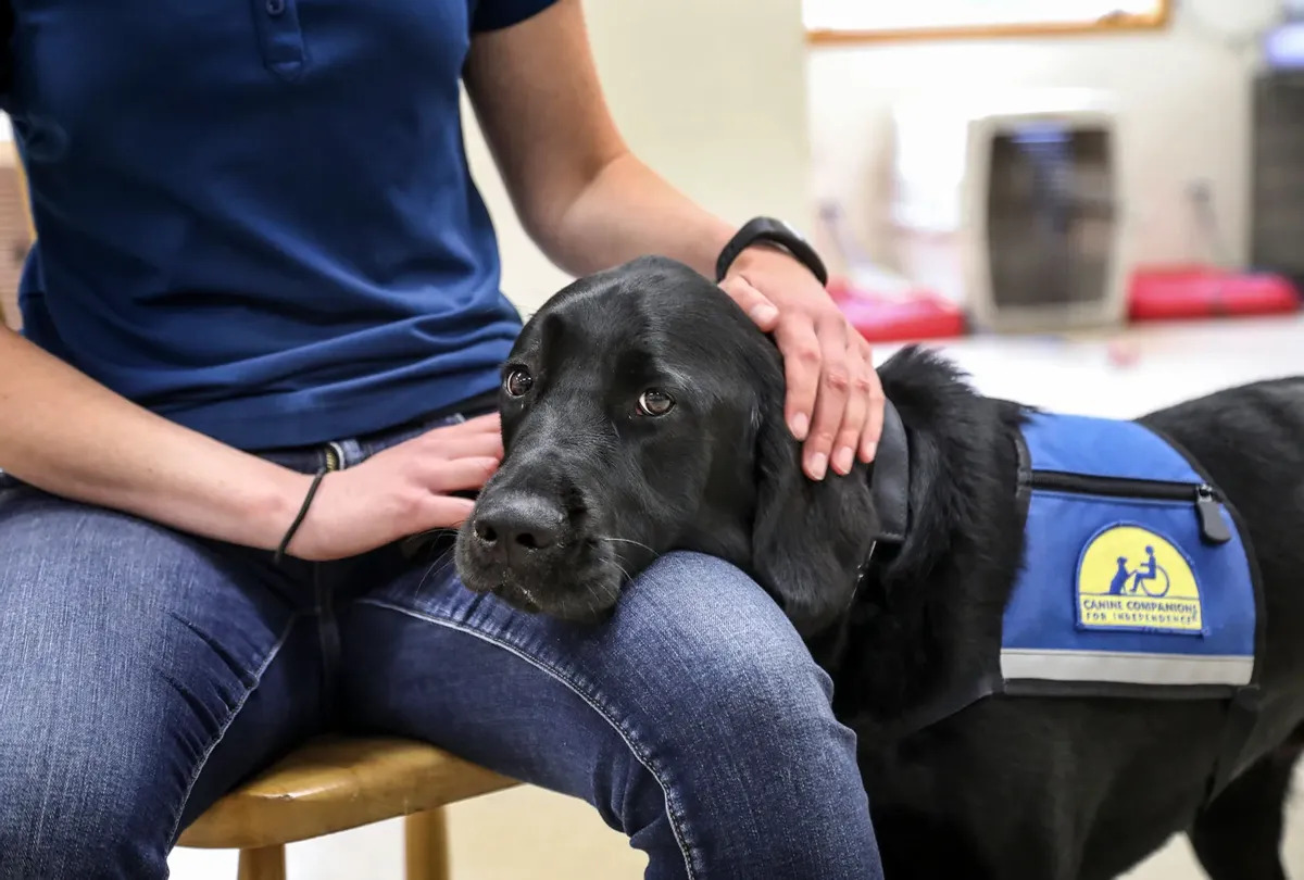 How To Get A VA Service Dog For Anxiety