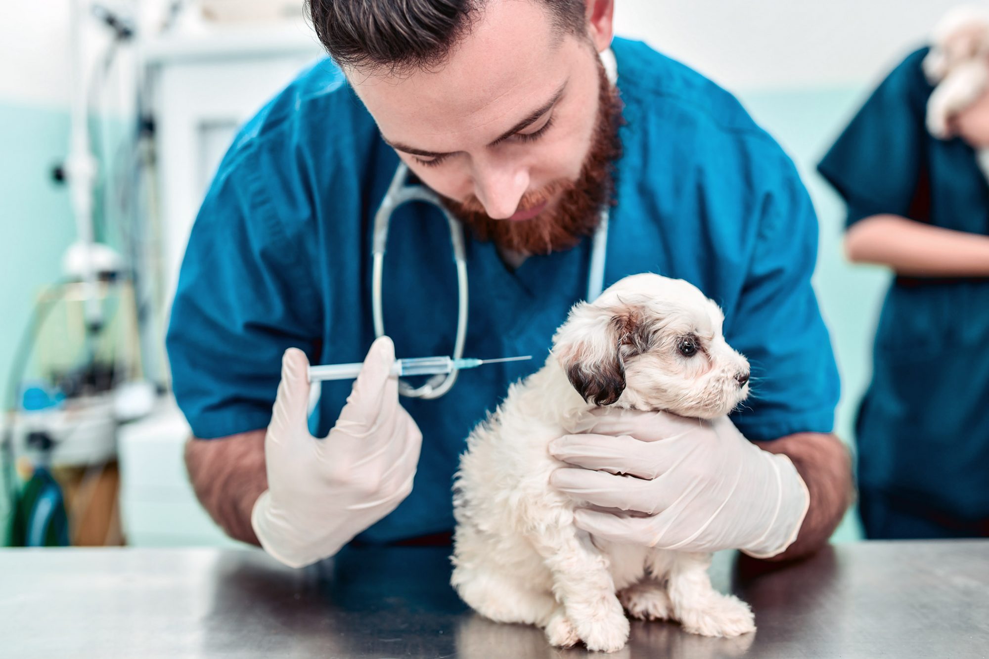 How To Get Proof Of Dog Vaccinations