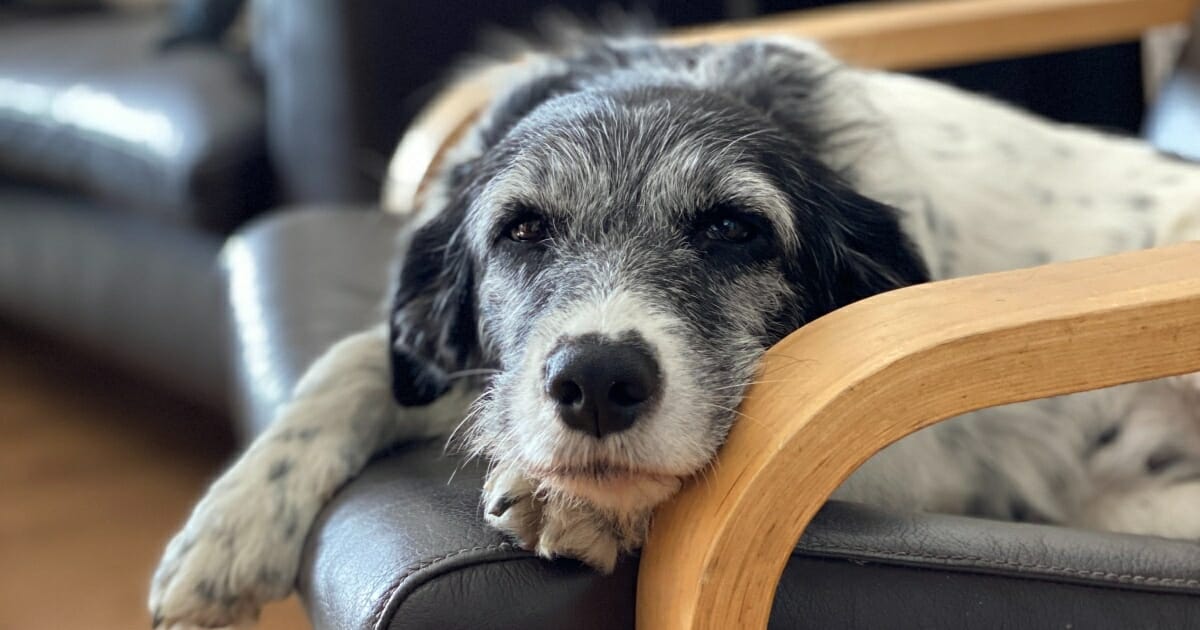 How To Handle A Senior Dog That Is Blind, Deaf, And Has Lost The Ability To Smell