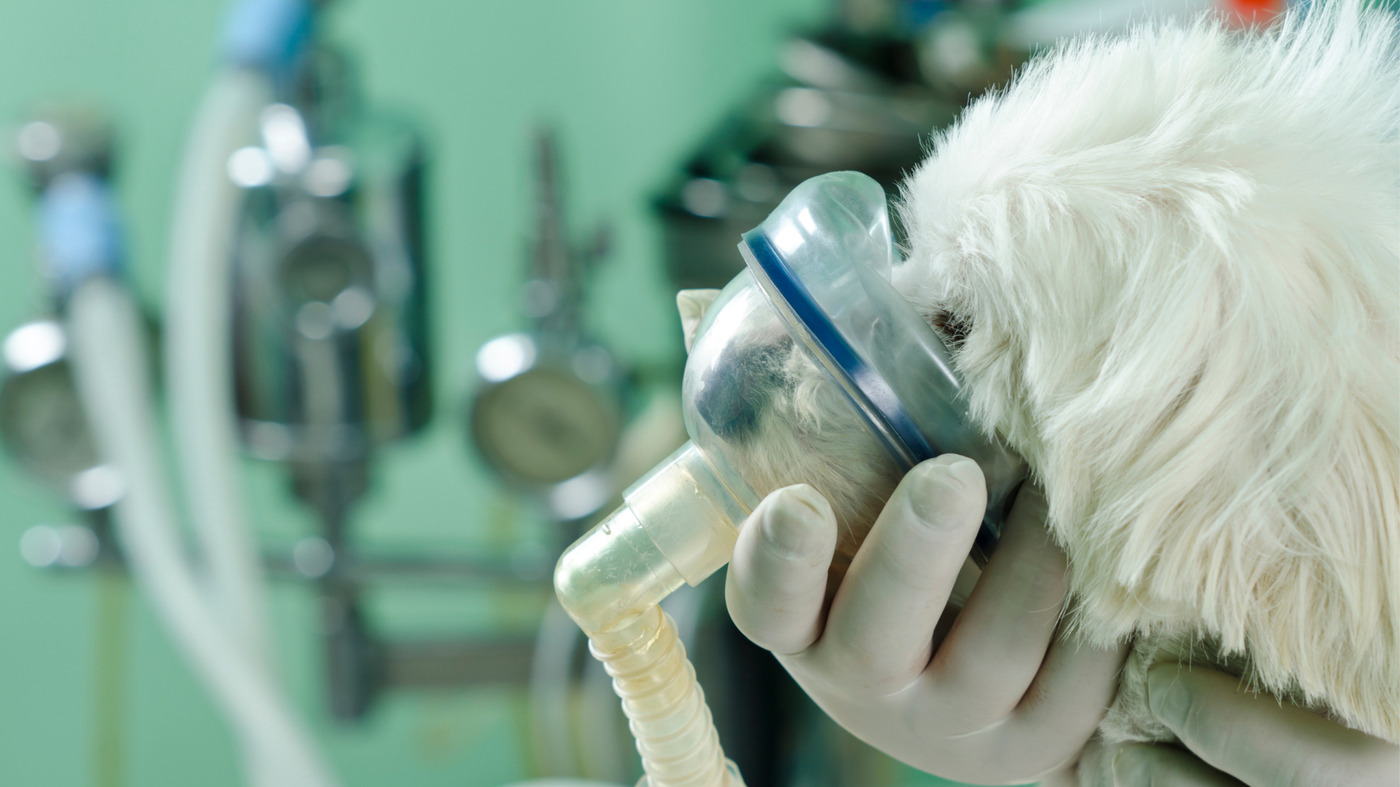 How To Help A Dog With Respiratory Problems