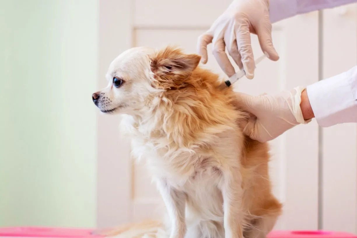 How To Help A Dog With Seizures From Lyme Vaccination