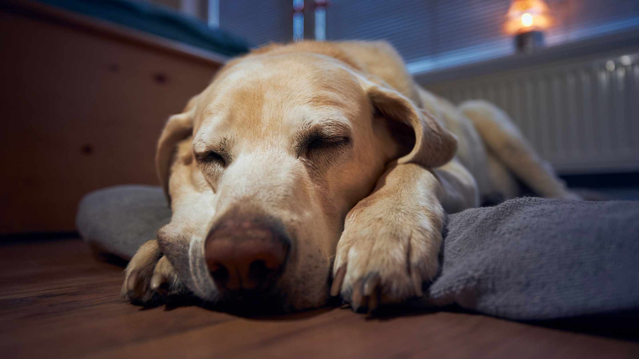 How To Help A Rescue Dog With Separation Anxiety