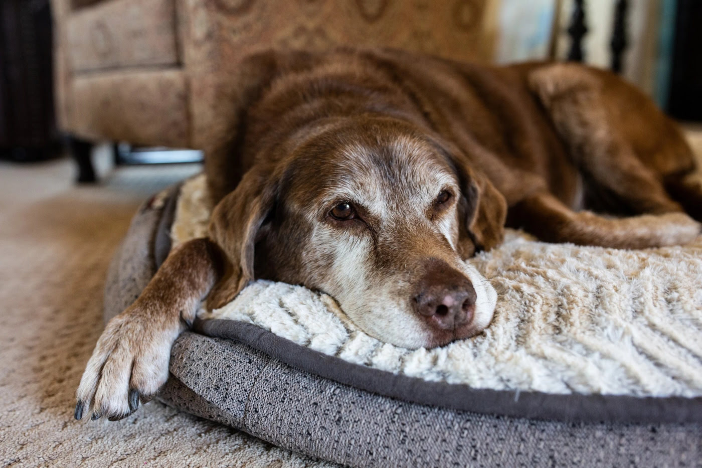 How To Help A Senior Dog In Pain