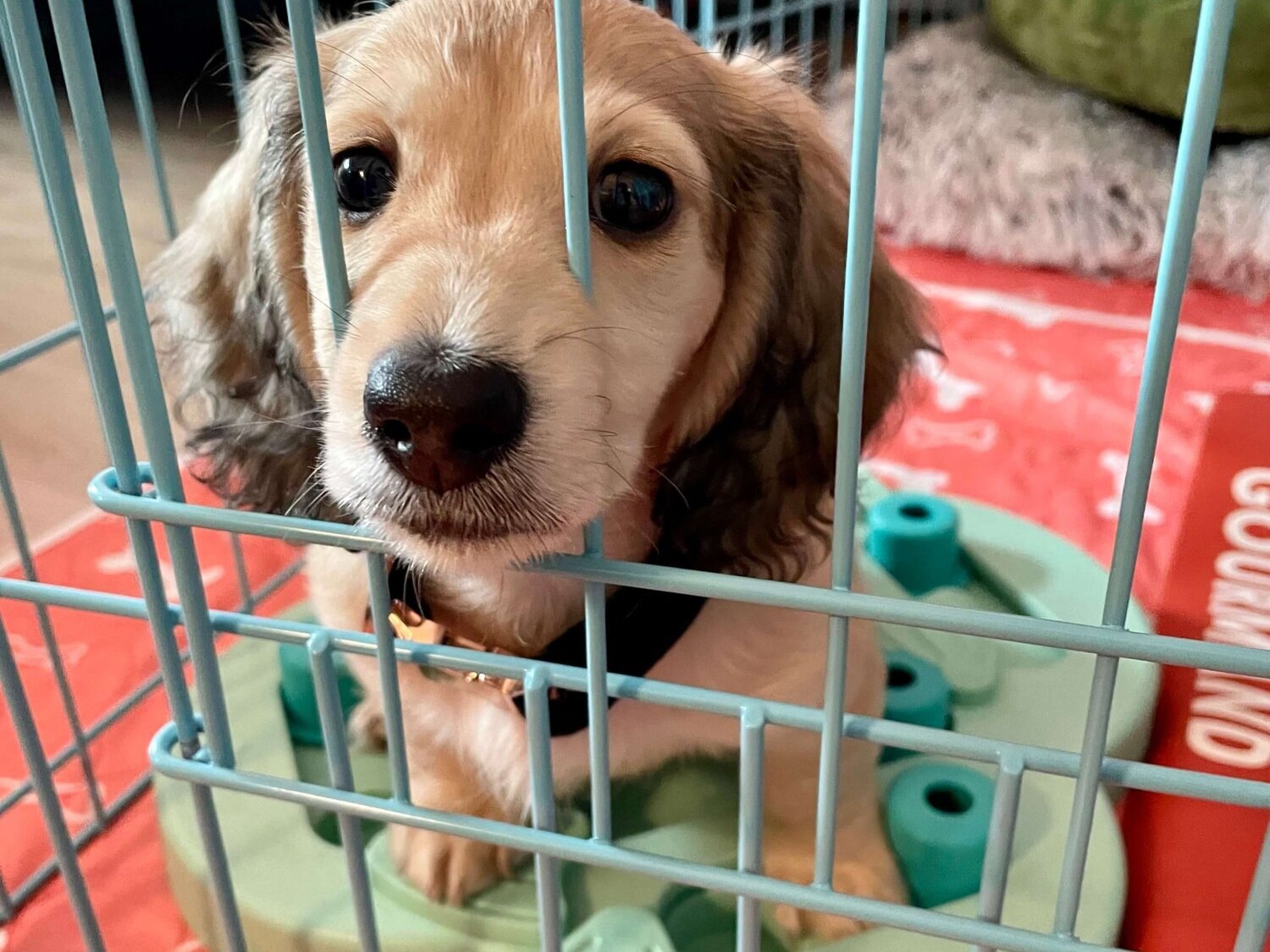 How To Help Dog With Crate Anxiety