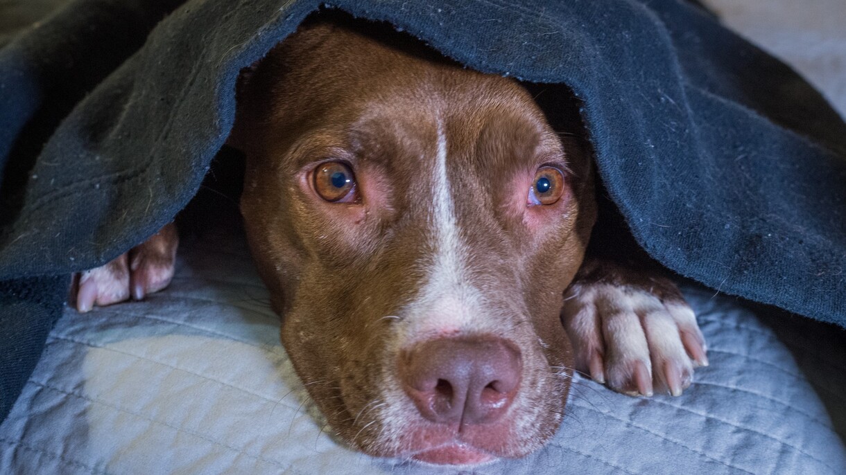 How To Help Dogs With Anxiety At Night