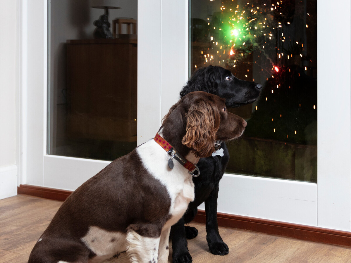 How To Help My Dog’s Anxiety From Fireworks