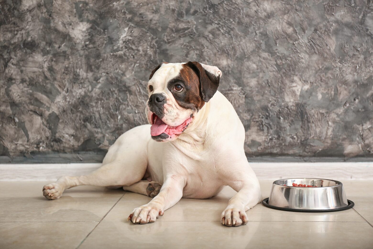 How To Implement A Raw Meat Diet For Boxer Dogs