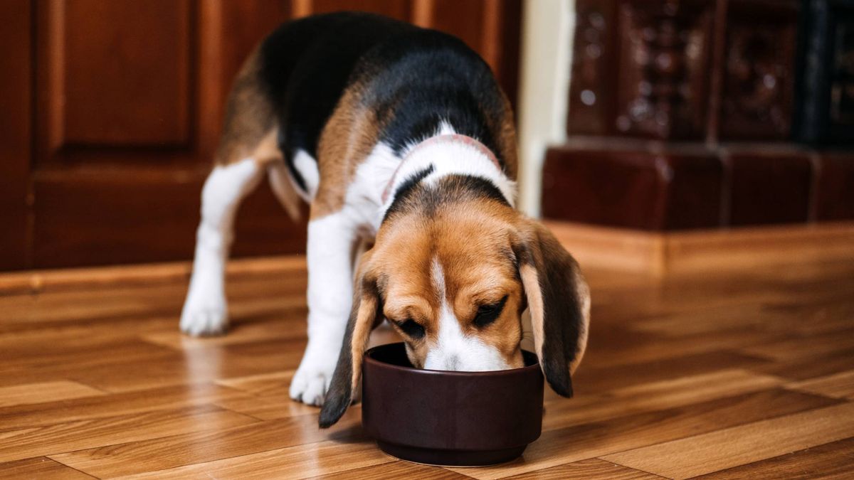 How To Implement An Allergy-Free Diet For Dogs