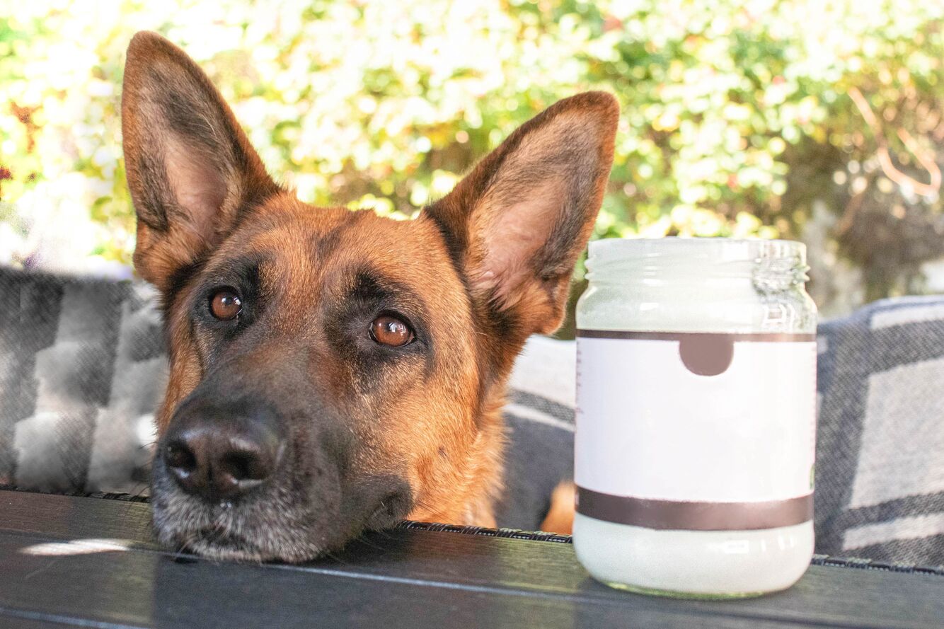 How To Incorporate Coconut Oil Into My Dog's Diet