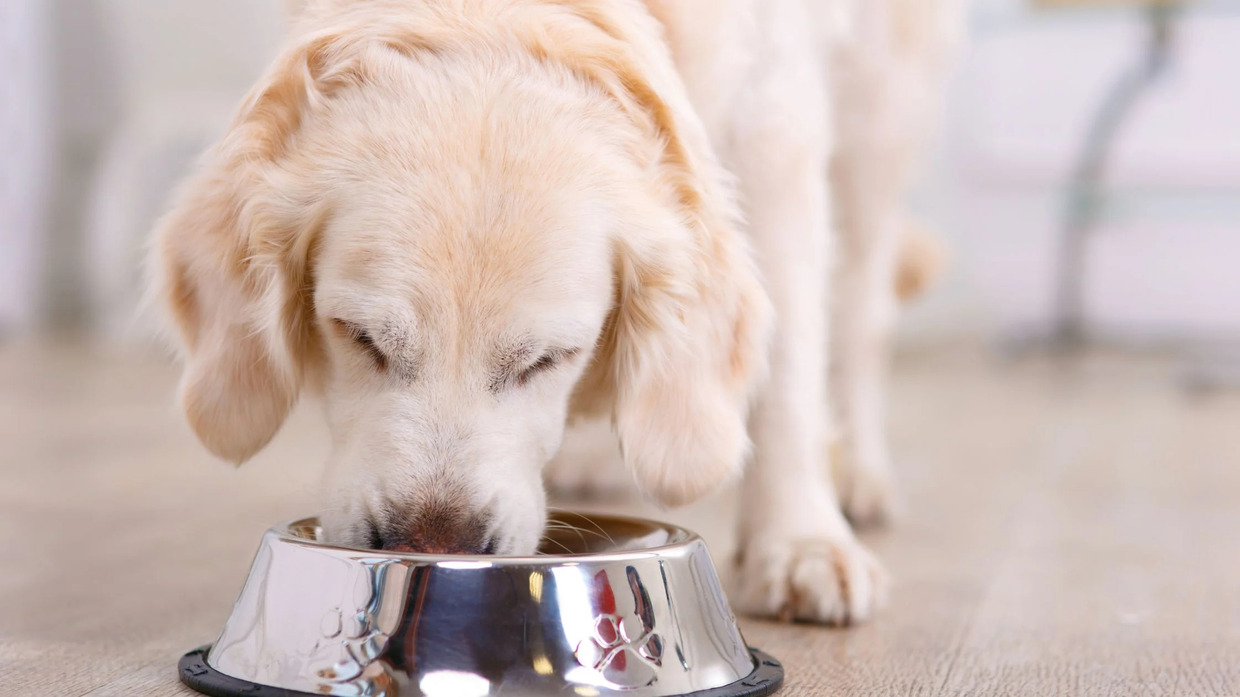 How To Incorporate Fiber Into A Dog's Diet