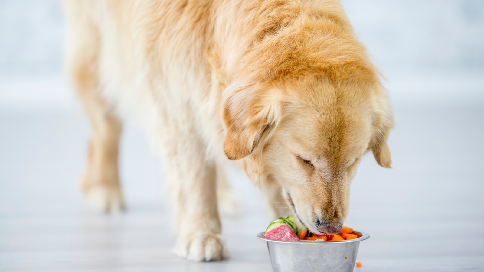 How To Increase The Iron In My Dog's Diet