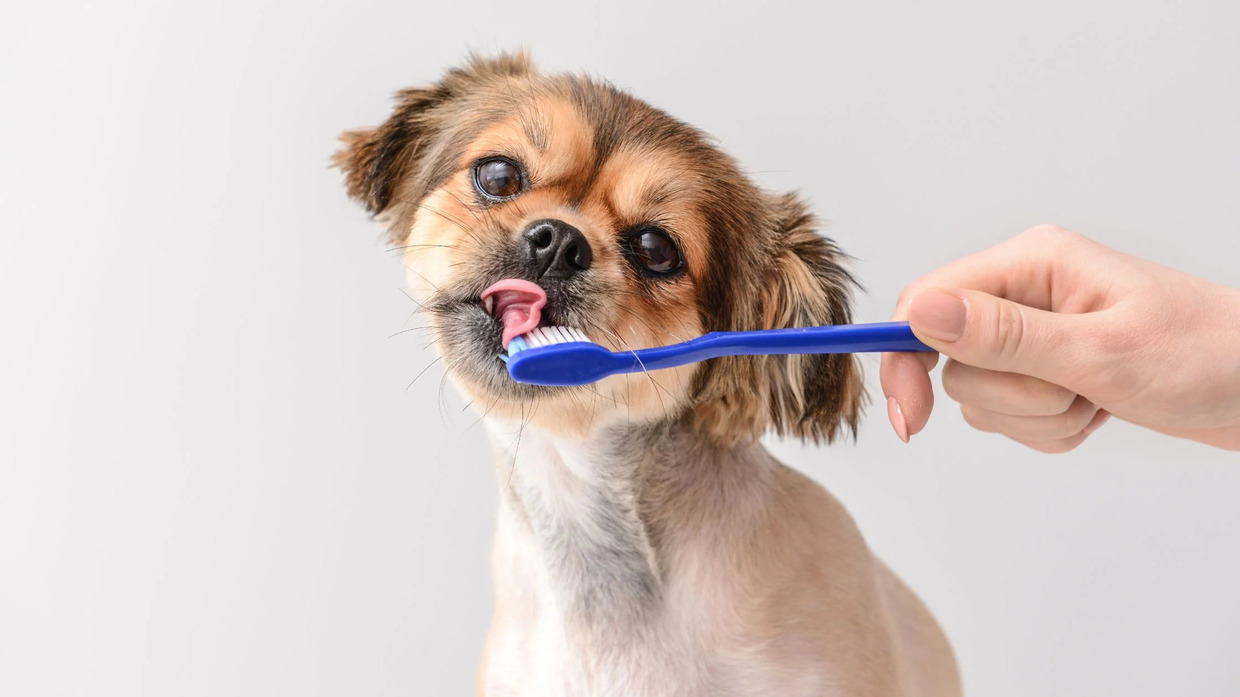 How To Maintain Good Dental Hygiene In Dogs