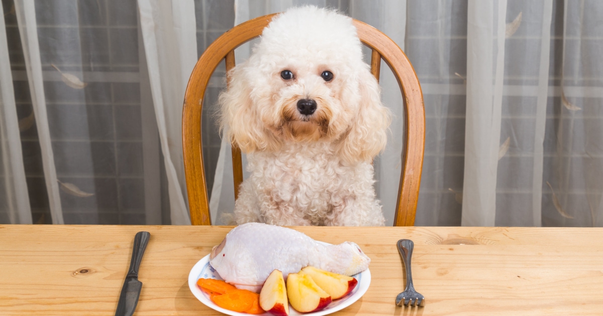 How To Make Food For A Diabetic Dog