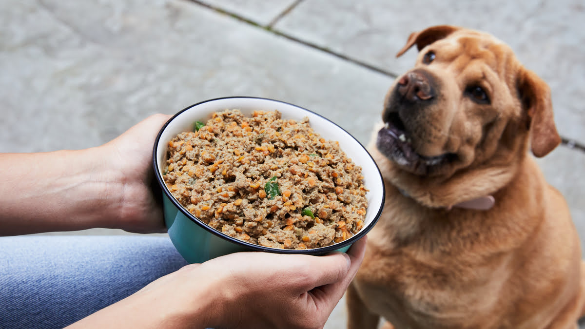 How To Make Healthy Dog Food For Allergies