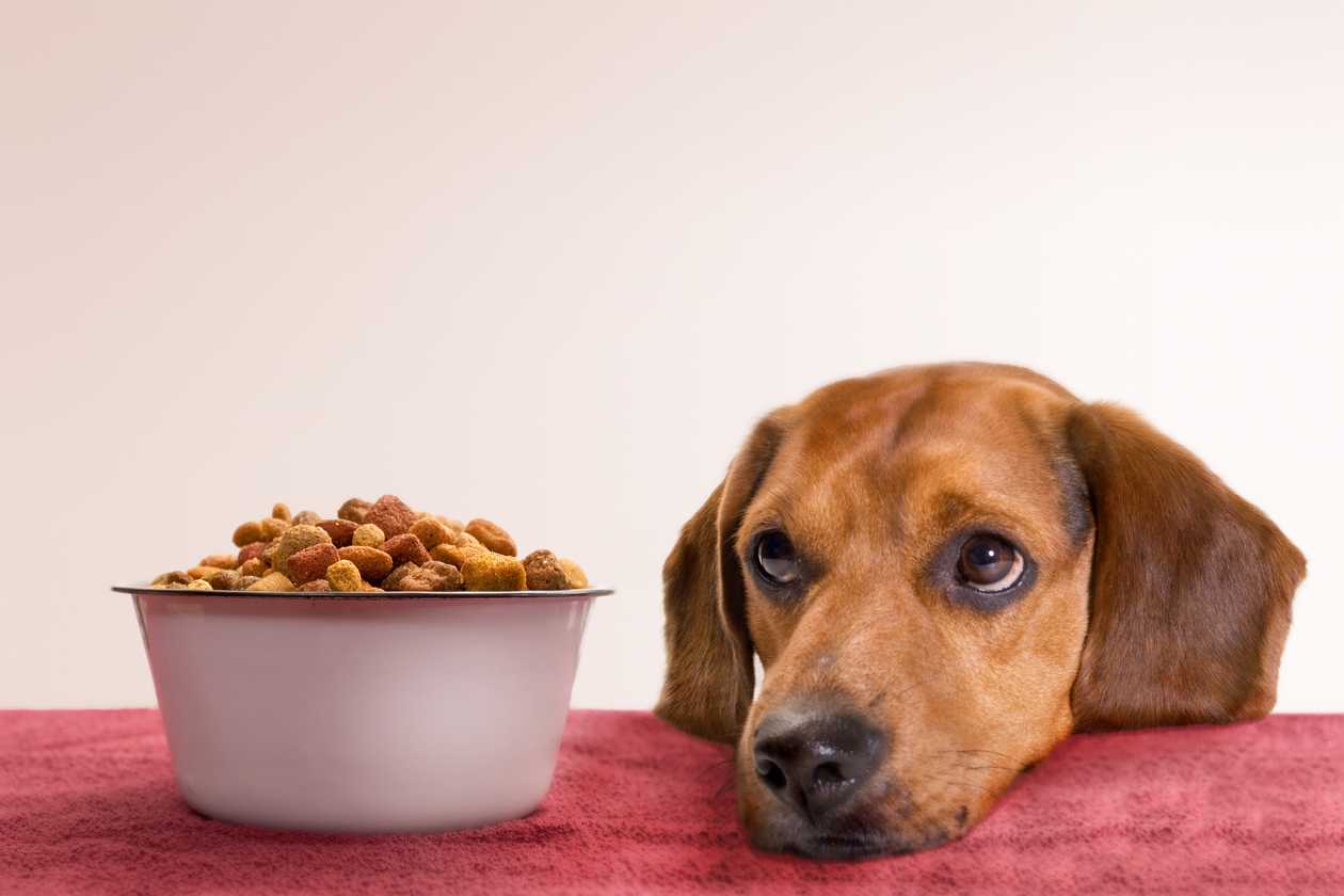 How To Make Your Dog’s Diet More Acidic