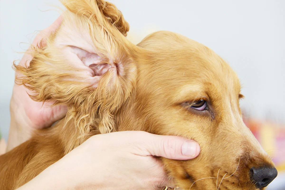 How To Mix Niaouli Violet For Dogs’ Ear Infection