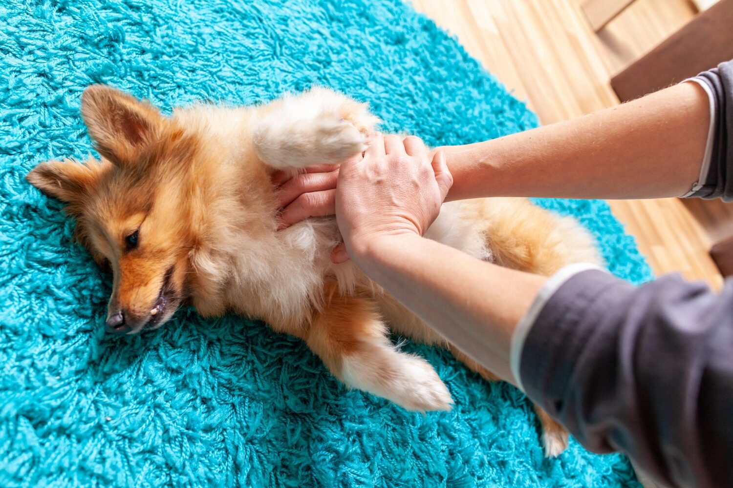 How To Perform First Aid On A Dog