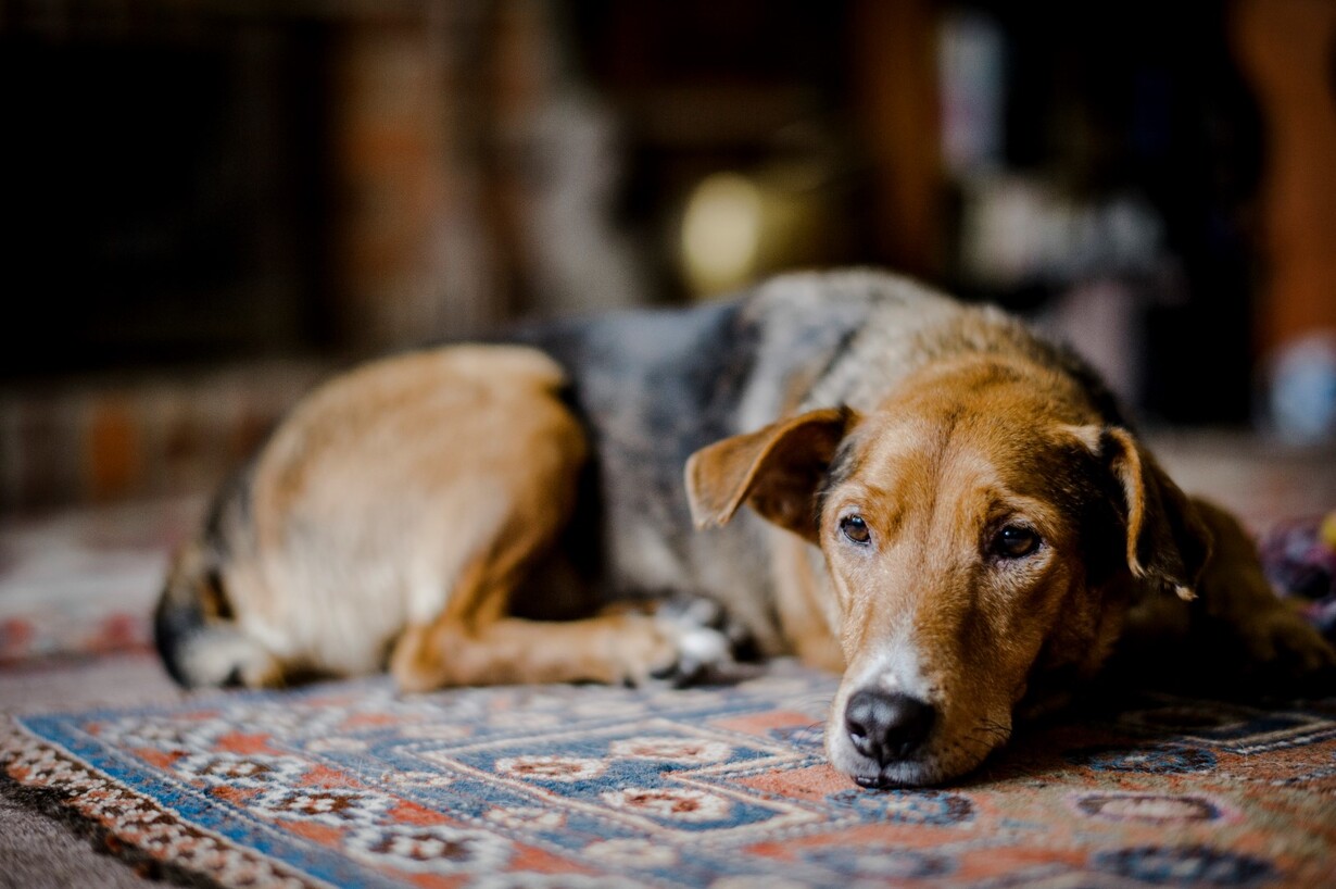 How To Reduce Dog Anxiety After Companion’s Death