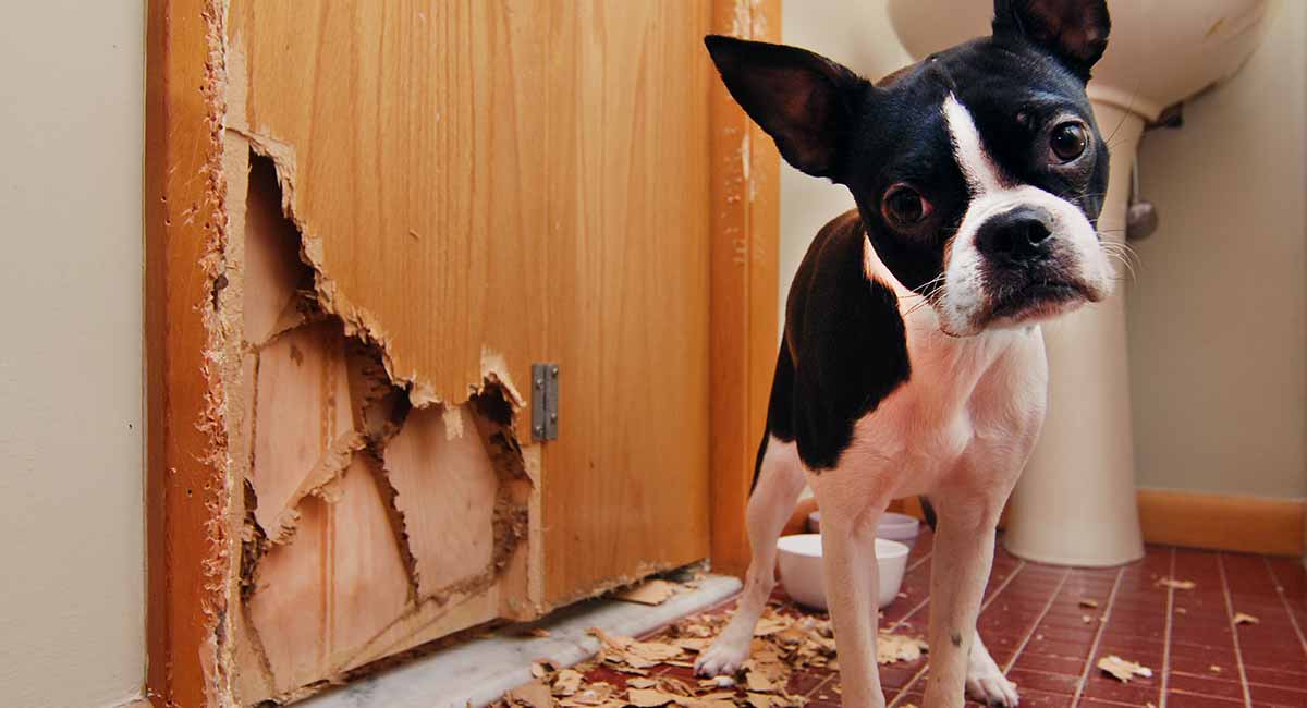How To Stop A Dog With Separation Anxiety From Chewing Everything