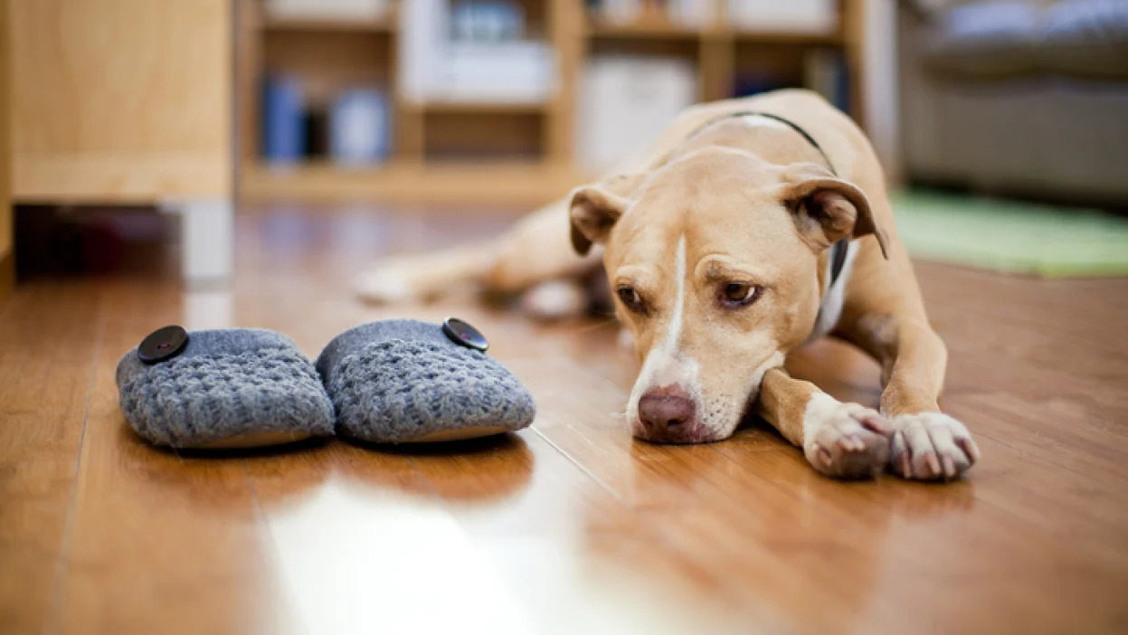 How To Stop A Dog With Separation Anxiety From Pooping In The House