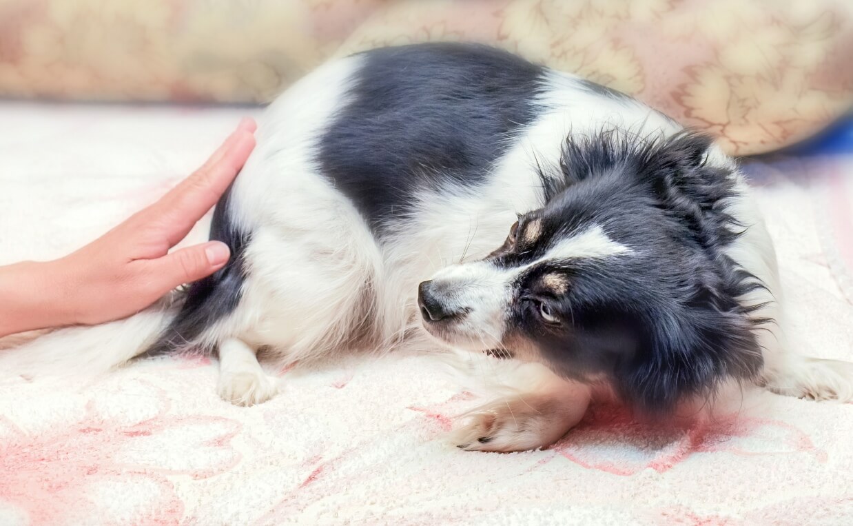 How To Stop An Anxiety Attack In Dogs