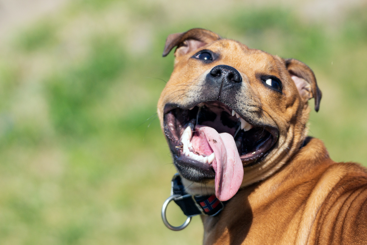 How To Stop Anxiety-Induced Panting In Dogs