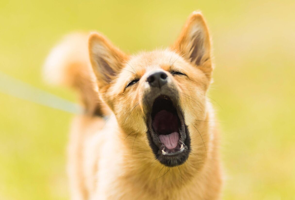 How To Stop Separation Anxiety Barking In Dogs