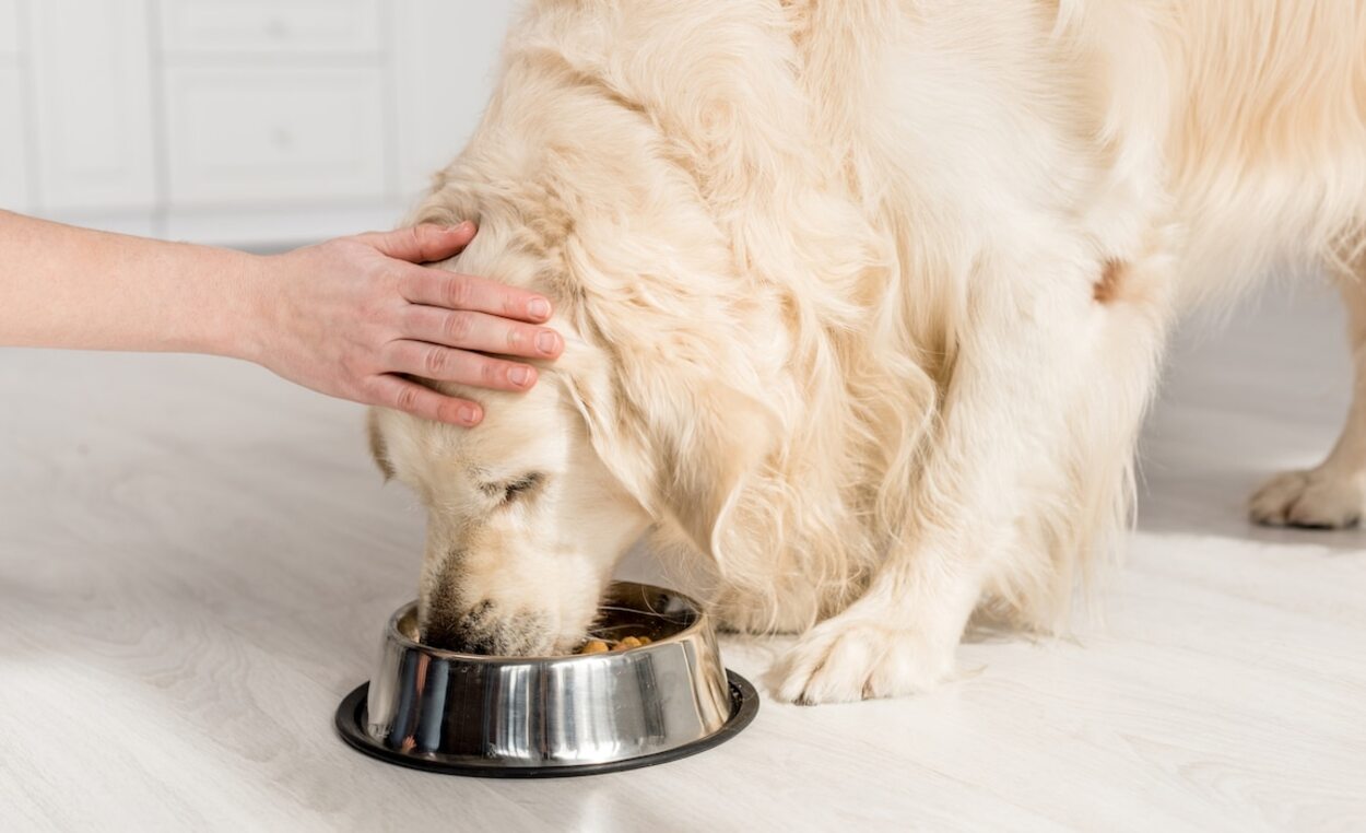 How To Supplement Taurine In A Dog’s Diet