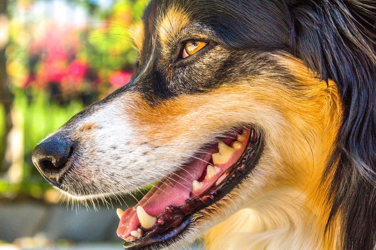 How To Tell If Your Dog Has Dental Problems