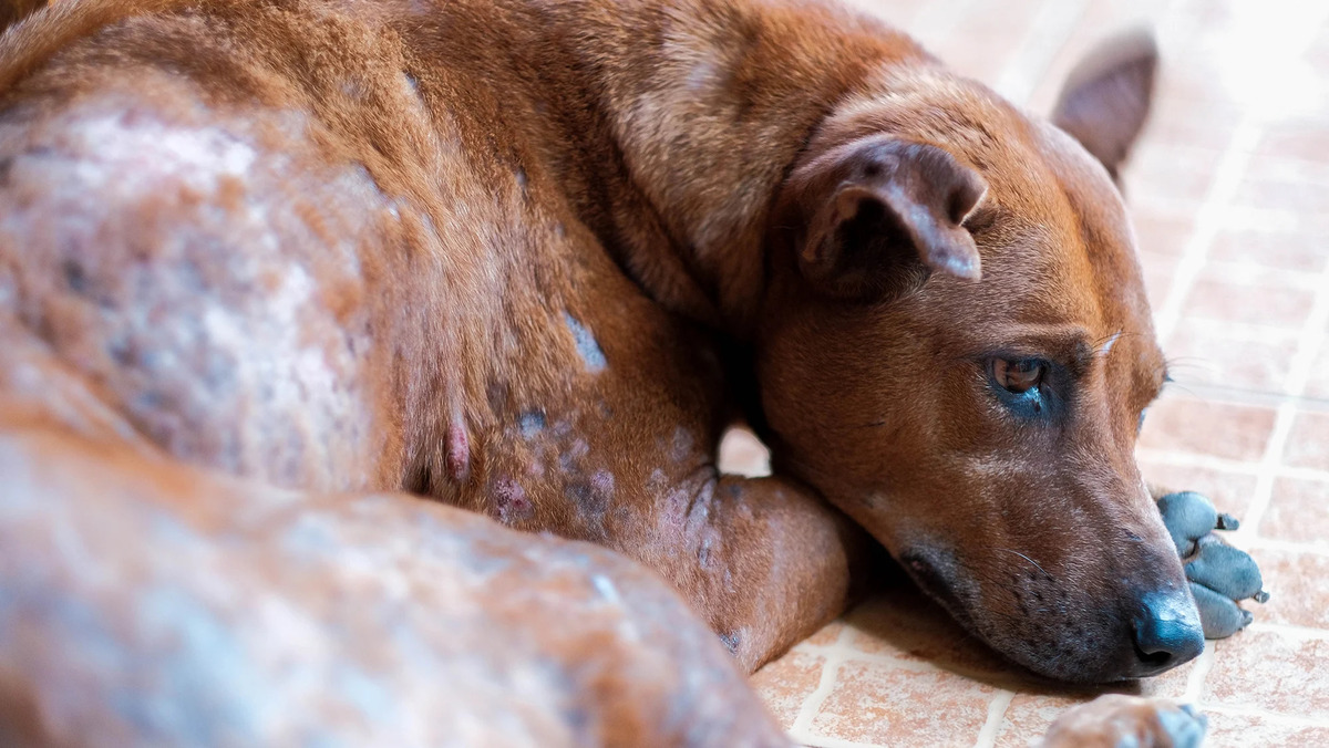 How To Tell The Difference Between Allergies And Mange In Dogs