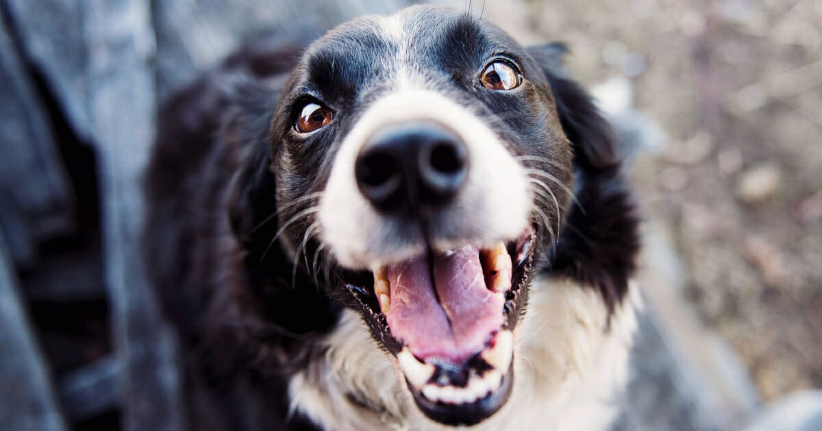 How To Treat A Dental Infection In A Dog