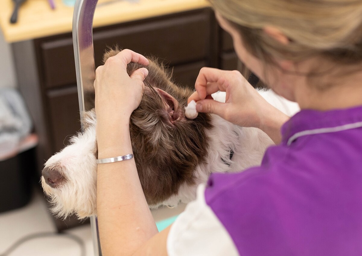 How To Treat Dog Ear Infection With Steroids