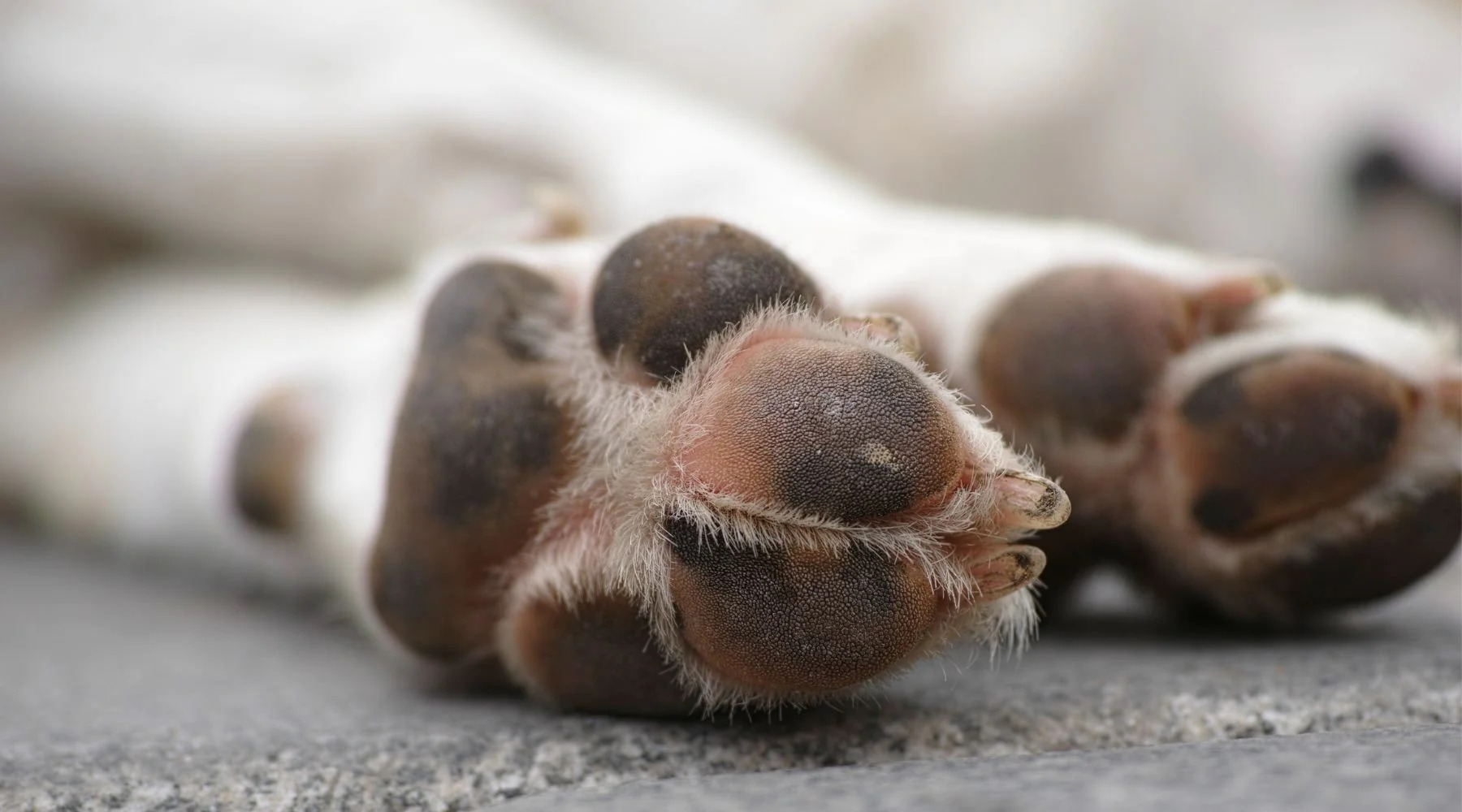 How To Treat Dog Paws With Allergies