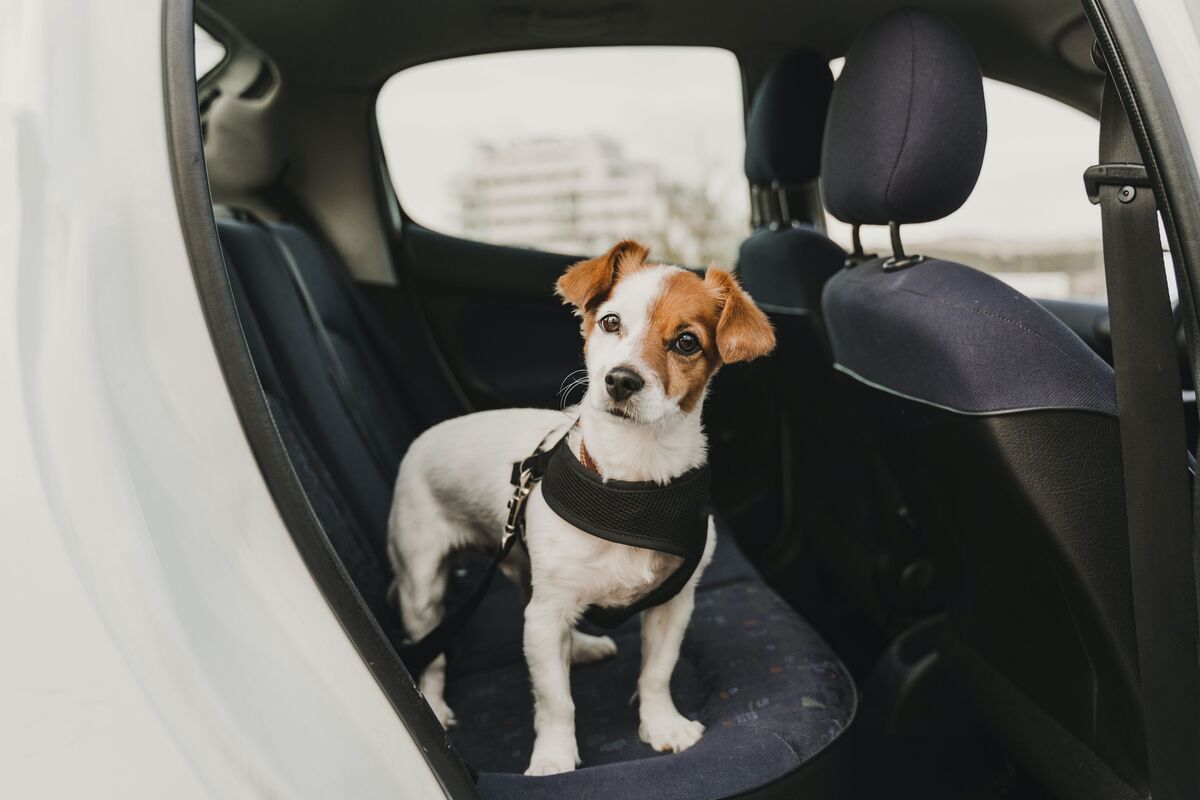 How To Treat Dog’s Anxiety In The Car