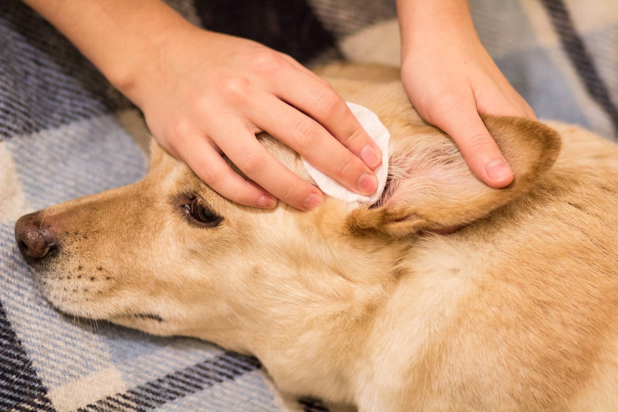 How To Use Apple Cider Vinegar For Dog Ear Infection