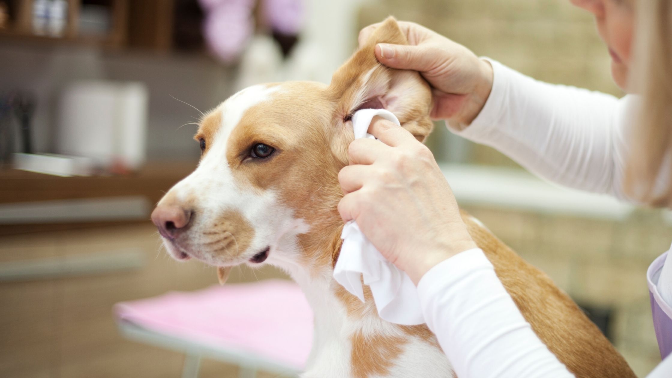 How To Use Essential Oils To Cure A Dog's Ear Infection