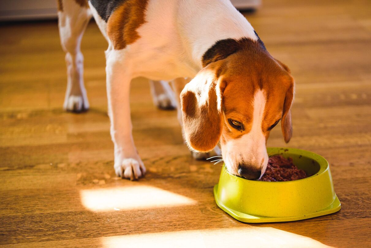 How Will A Wet-Only Diet Affect My Dog's Stool?