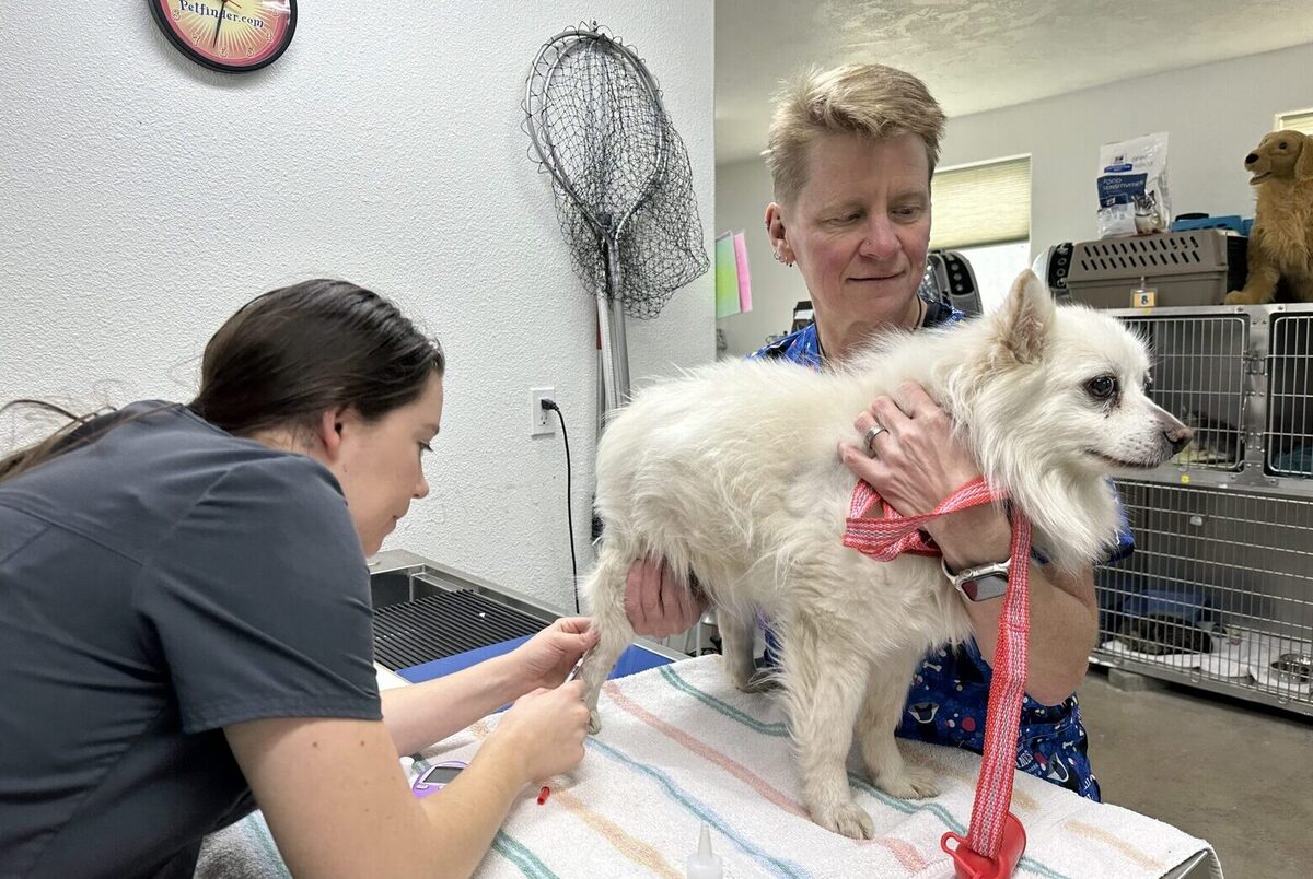 What A Vet Does On A Diabetic Dog's Glucose Curve