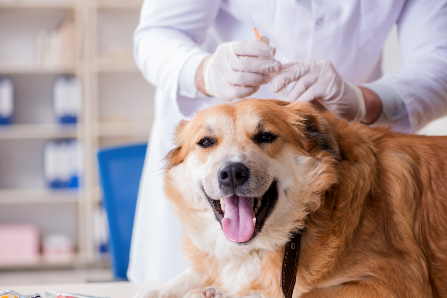 What Annual Vaccinations Do Dogs Need