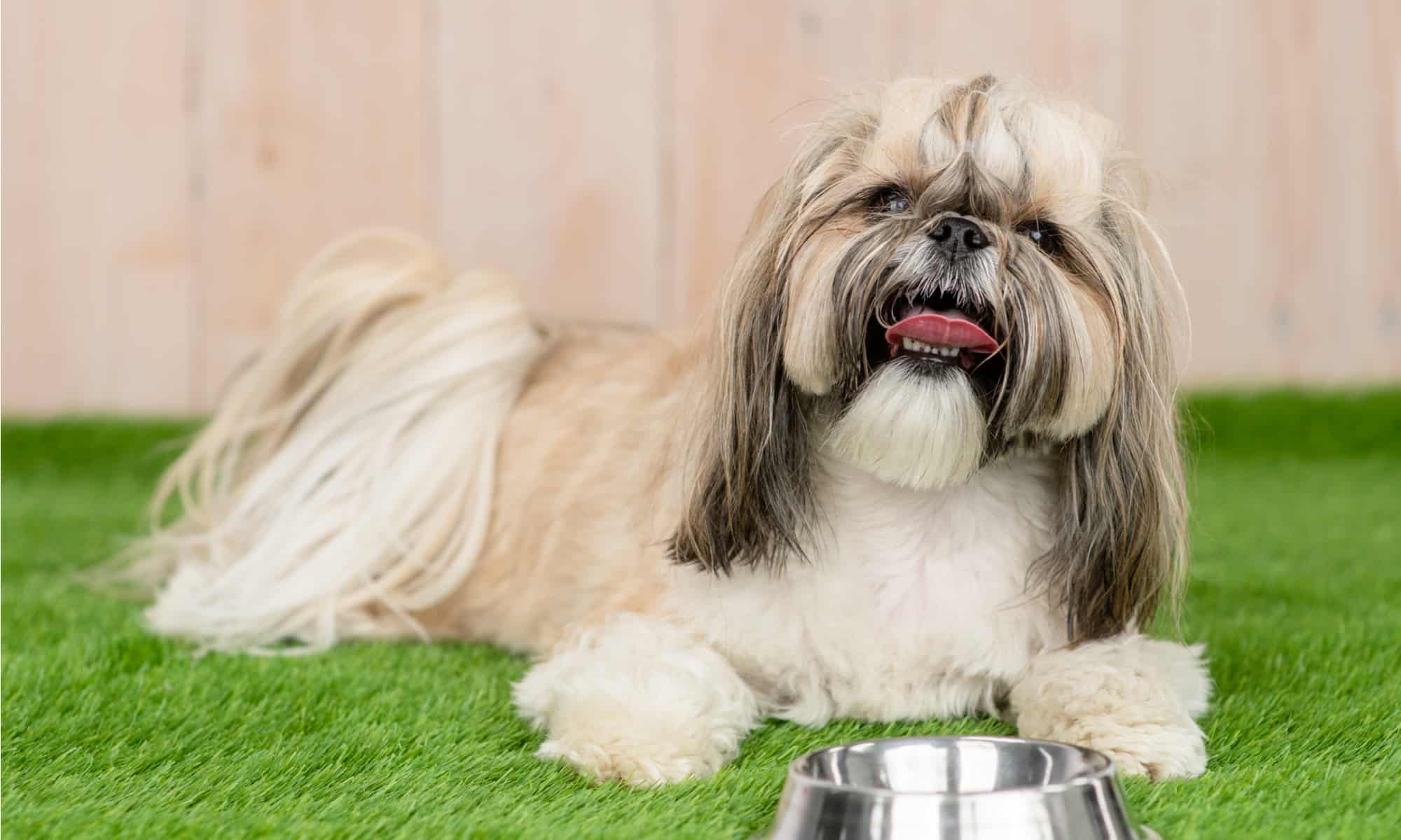 What Are Shih Tzus Allergic To In Dog Food