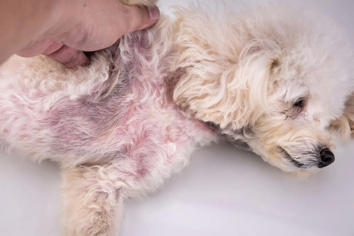 What Can I Do For My Dog's Dry, Itchy, Scabby Skin Caused By Allergies?