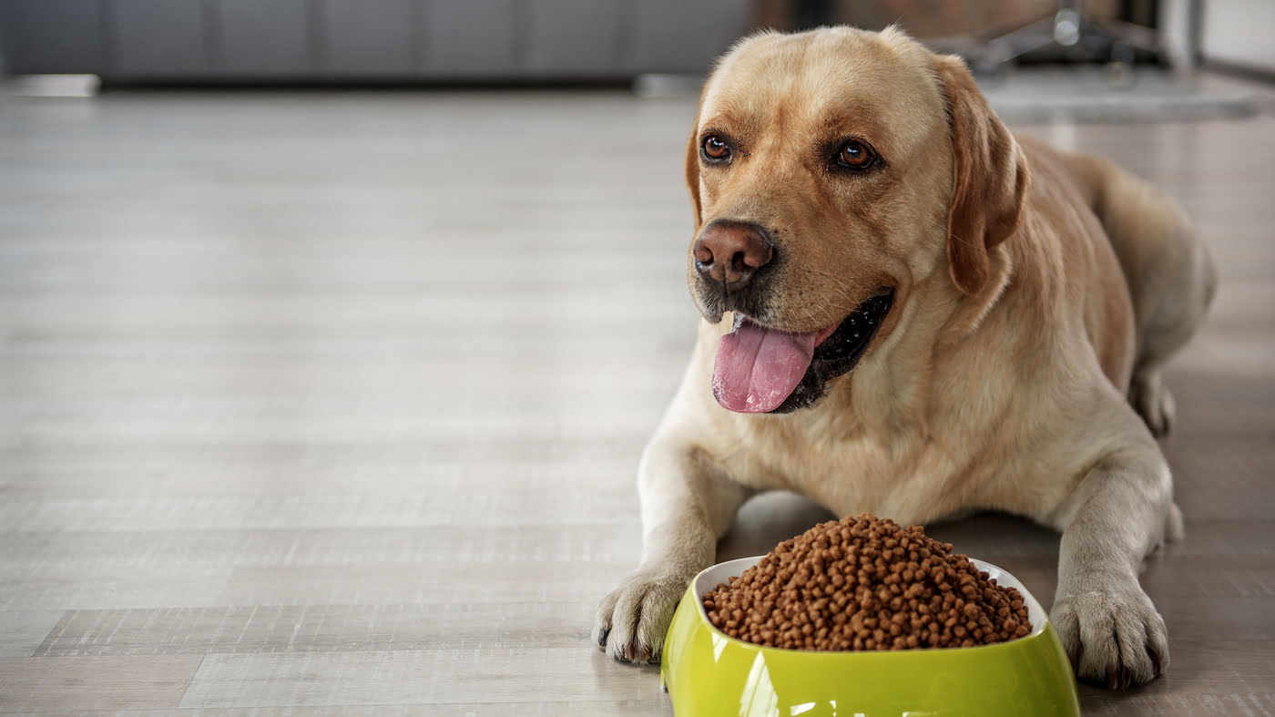 What Can I Feed My Dog On A Low Fat Diet