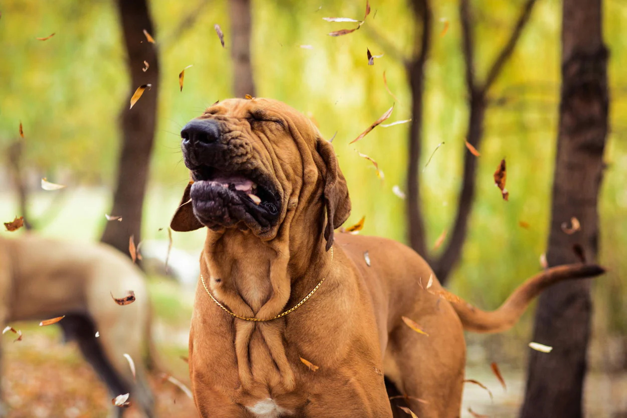 What Can I Give My Dog For Sneezing Allergies?