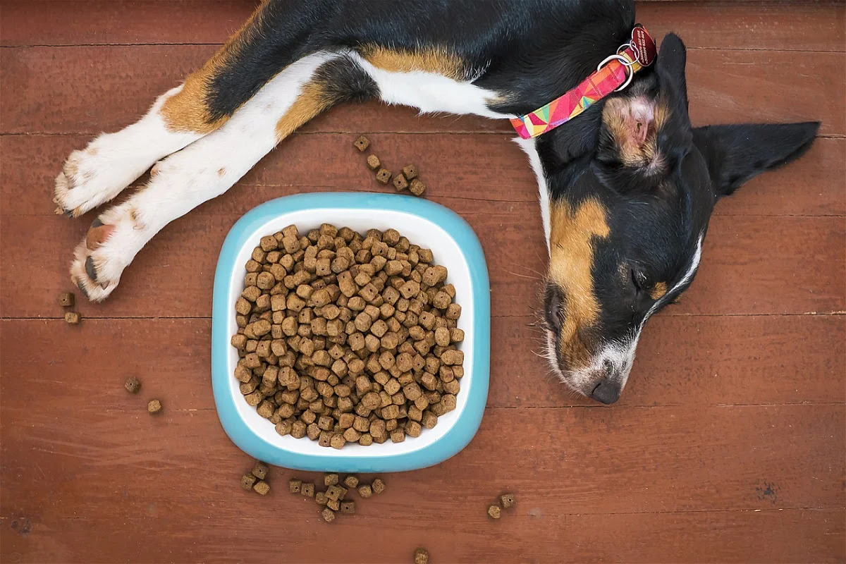 What Can You Add To A Dog's Diet To Help With Yeast