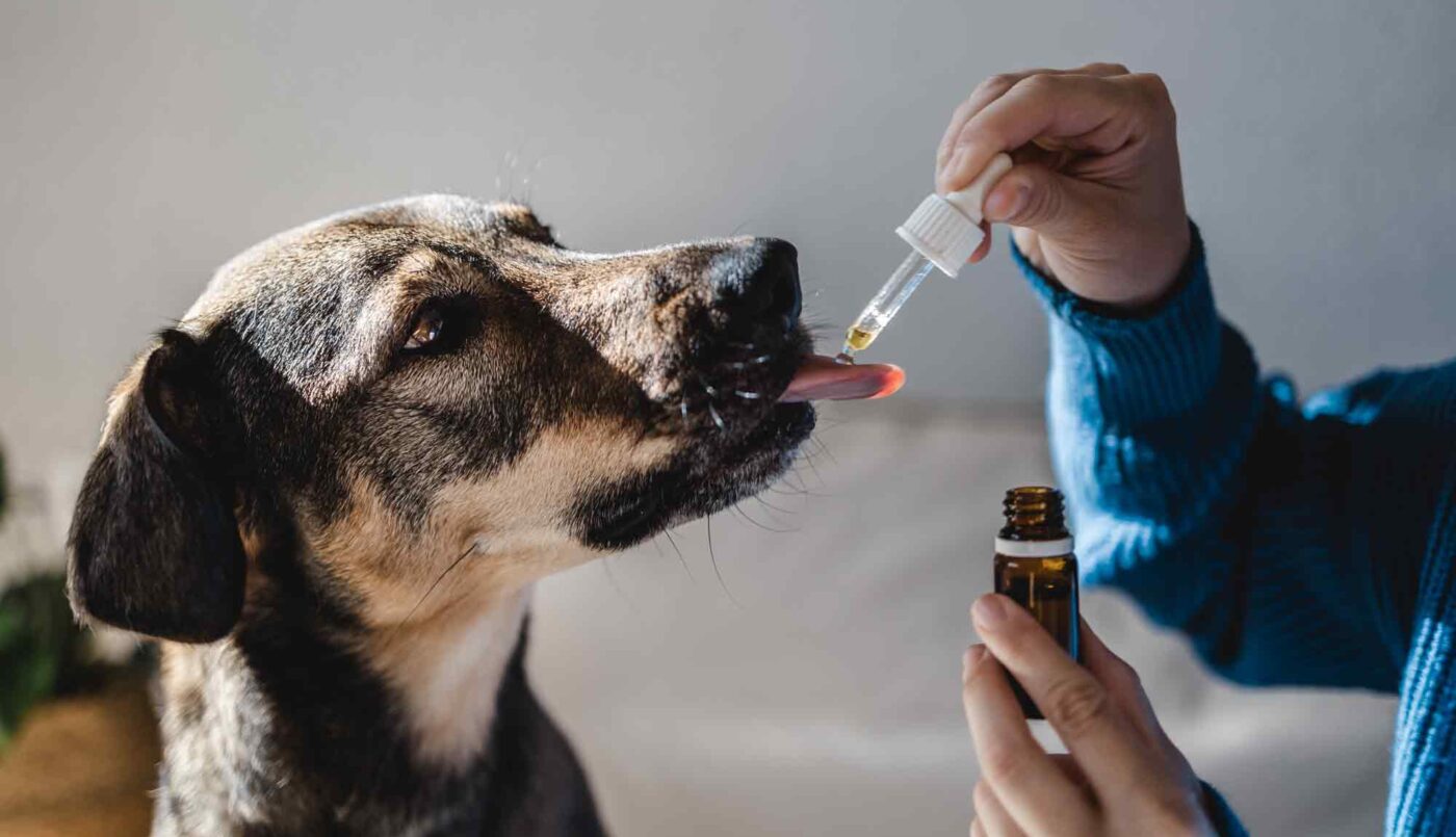 What CBD Oil Can I Give My Dog For Anxiety