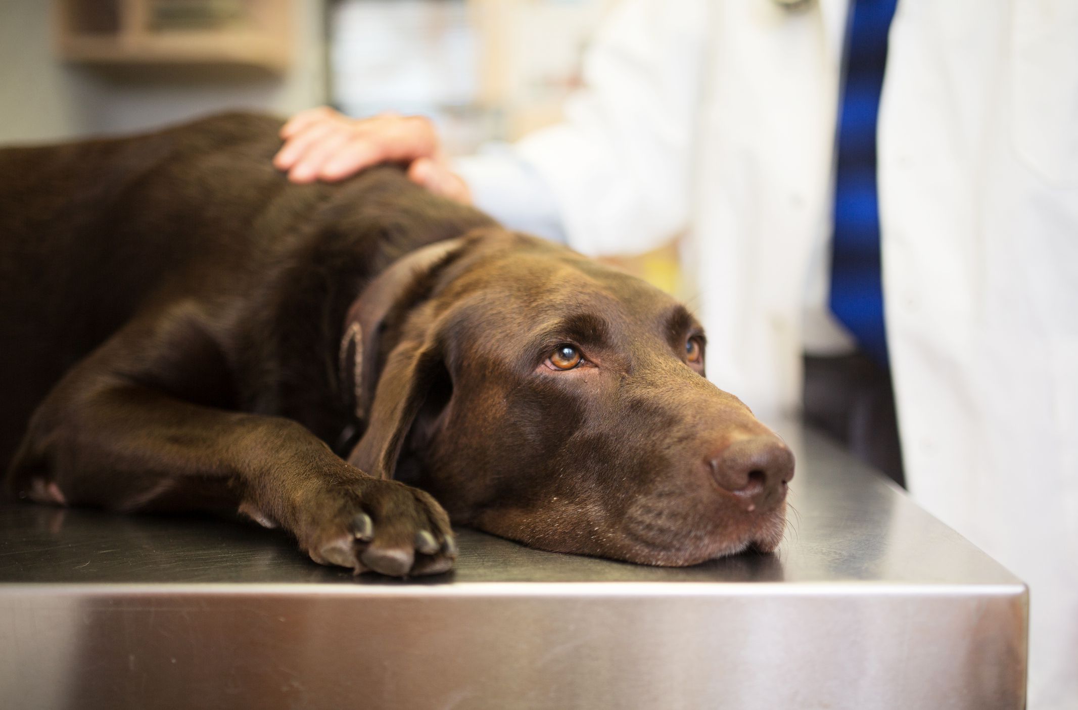 What Diet For A Dog With Gallbladder Surgery