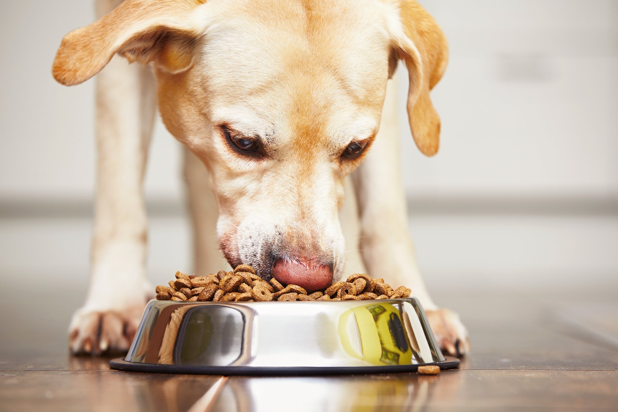 What Diet For Dogs With Severe Congestive Heart Failure