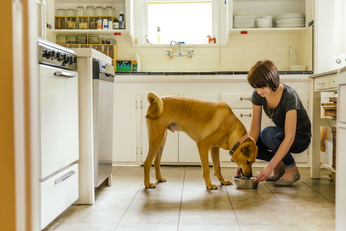 What Do I Feed A Dog With Diabetes?